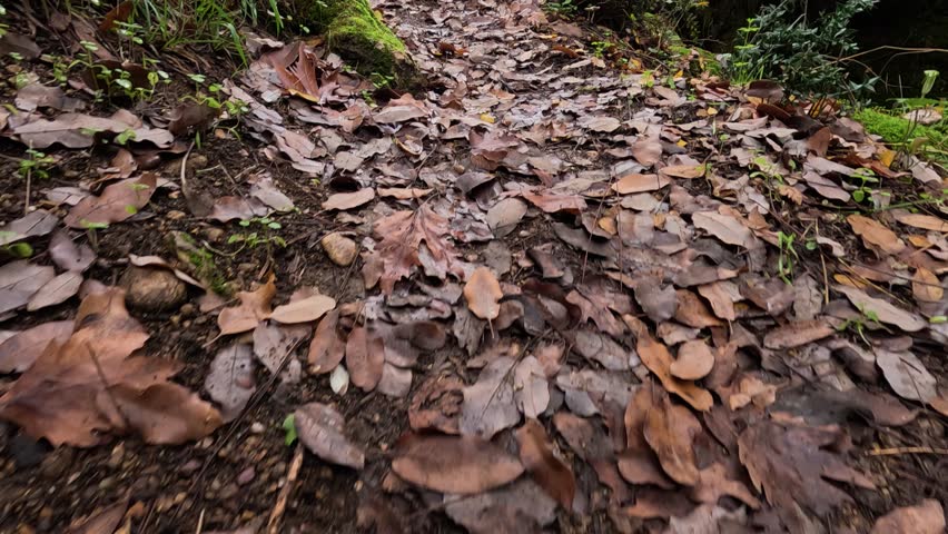 Autumn forest with colorful trees and fallen leaves