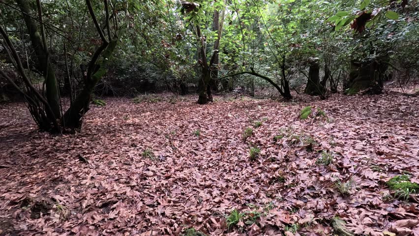 Autumn forest with colorful trees and fallen leaves