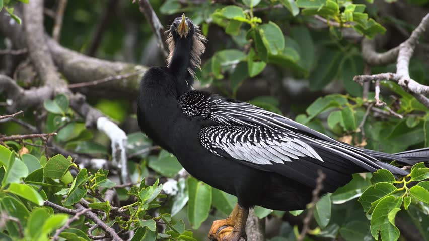 Adult anhinga bird perching on tree branch within lush wetlands environment captures natural behavior close up footage showcasing distinct plumage patterns and sharp beak in motion.