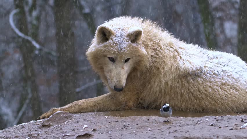 A beautiful white wolf resting on ground covered in snow. Snowflakes fall gently around wolf and small bird companion. Wildlife scene.