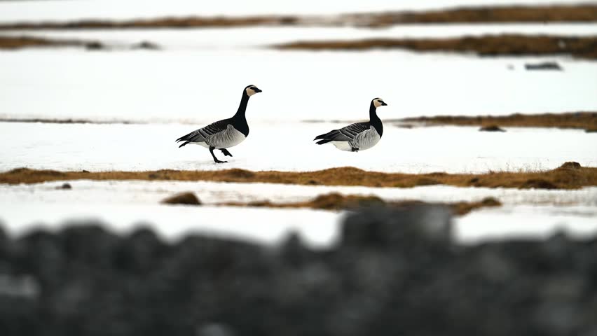 Two barnacle geese run across a snow-dusted field, flapping their wings and launching into flight, showcasing their graceful take-off in slow motion.
