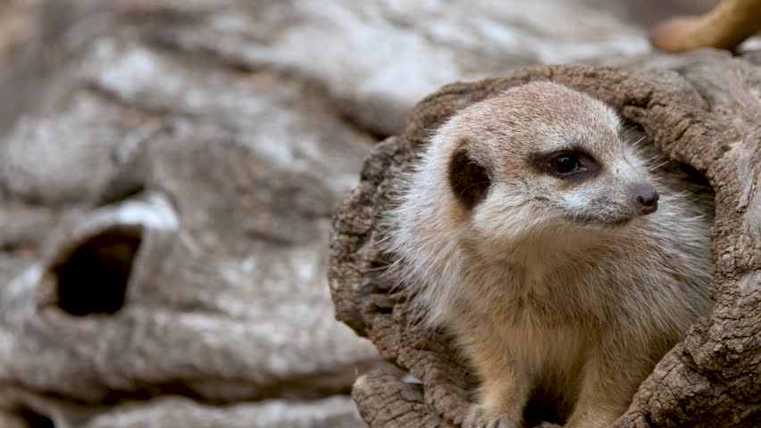 Close-up of a meerkat looking around from a hollow log at Dubbo Zoo, Australia.