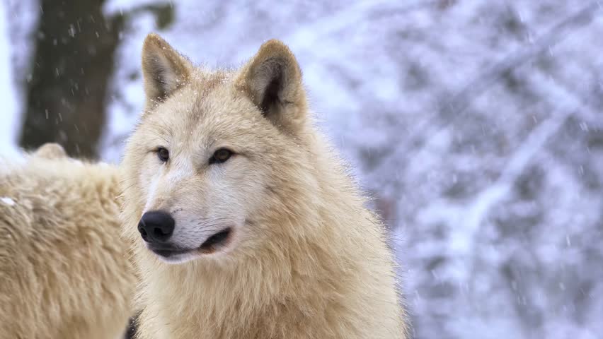 White arctic wolf cinematic footage during snowfall. Majestic predator standing in winter forest environment. Fur detail close up shot. Wild animal behavior in cold weather climate.