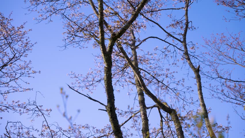 Sakura Begin to Bloom in Japan, Cherry Trees in Spring with Blue Sky
