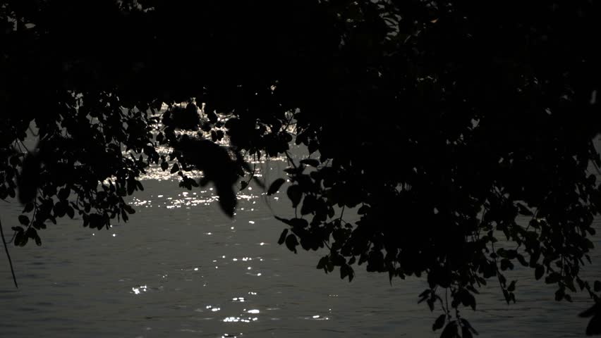 Rays of light are radiating from within the tree onto the Ganges River.