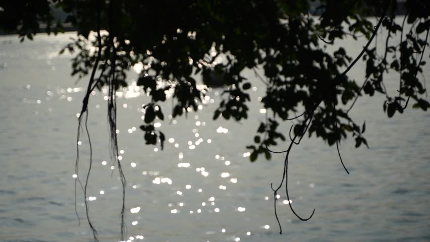 Rays of light are radiating from within the tree onto the Ganges River.