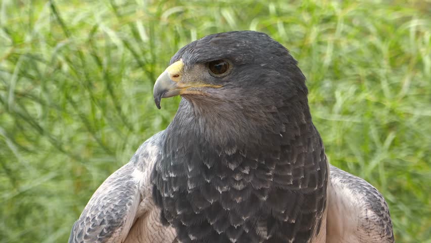 Majestic black eagle bird focused gaze turns head slowly in a natural outdoor setting, detailed feathers and piercing eyes, wildlife nature documentary clip.