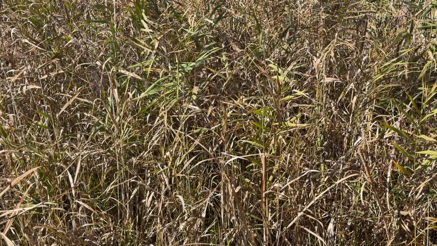 Static medium shot of brown reeds and dry foliage swaying in Dubbo, New South Wales.