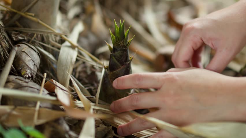 Close-up of hands clearing leaves to harvest young bamboo shoots in a Thai garden.