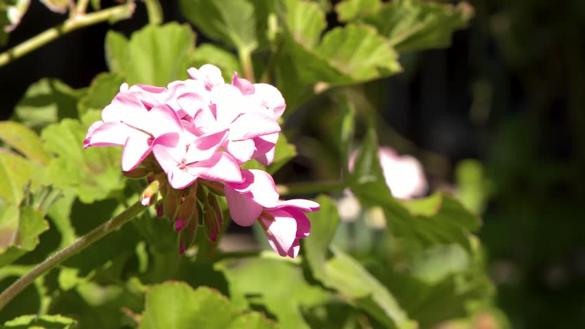 Close-up of pink geranium petals and green leaves swaying in bright natural sunlight.