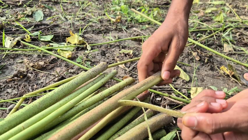 ​A medium close-up video captures a farmer