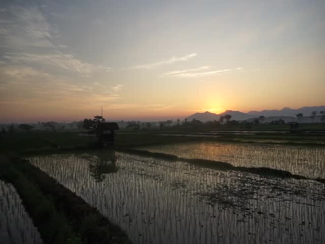 Beautiful Sunrise Landscape Over Rural Rice Field with Mountain Silhouettes and Water Reflection.