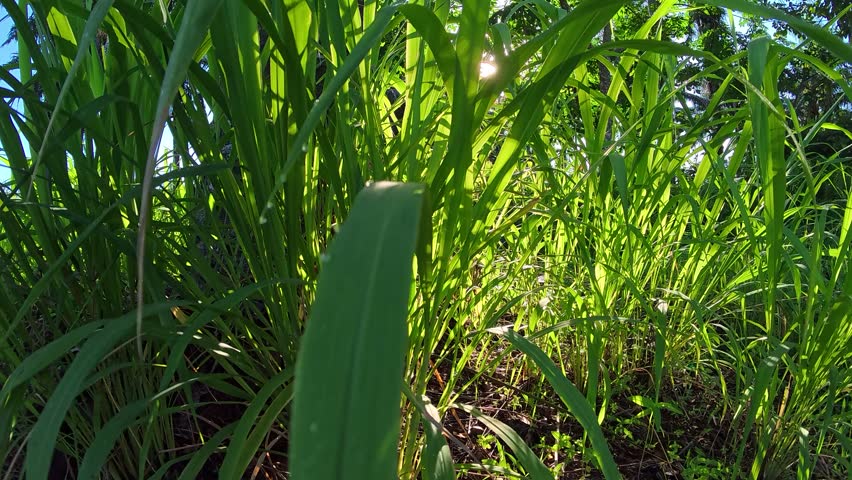 bright sunlight flaring in the background on the bushy landscape meadow field. 