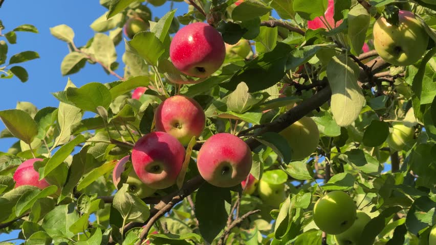 Red apples on a tree in garden.