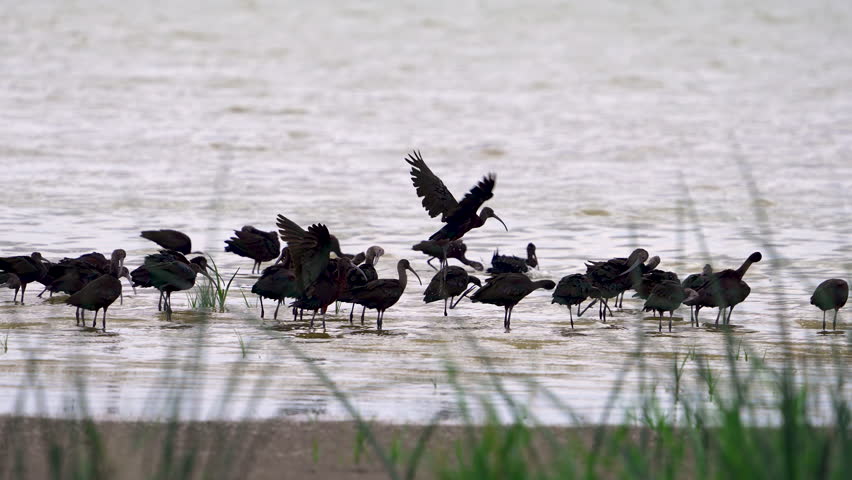 Ibis birds in the shallows of Utah Lake as they move in slow motion.