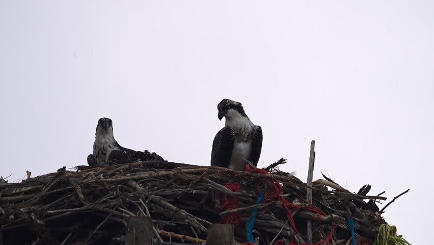 Osprey sitting in a nest as it rains in slow motion in Utah during the summer monsoon season.