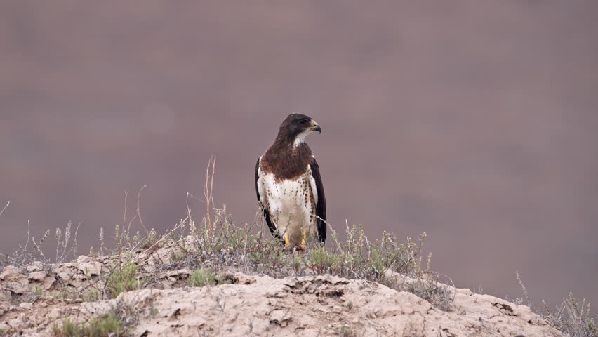 Swainson