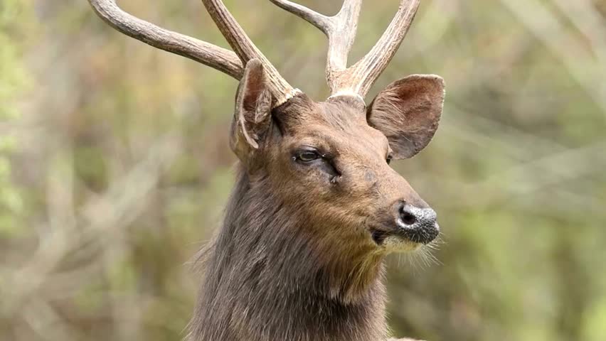 A close-up profile portrait of a male sambar deer stag with prominent antlers, looking intently to the side against a blurred natural woodland background during daylight hours.