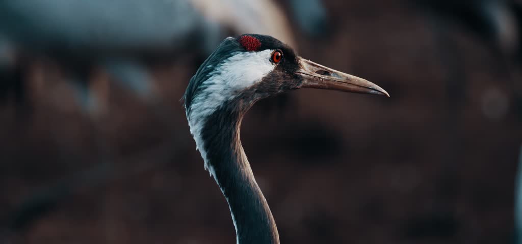 A close-up portrait of a common crane with sharp beak.