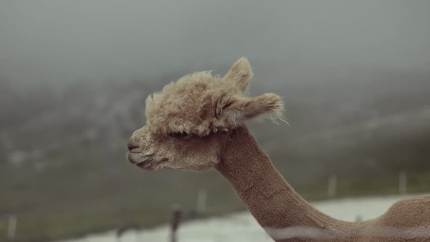 A fluffy alpaca head in profile against a foggy backdrop.