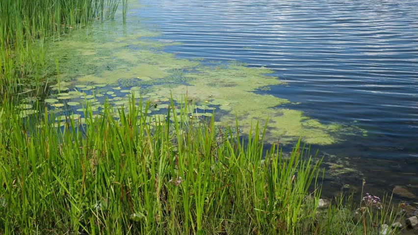 Green reeds grow along the edge of a calm lake with algae patches