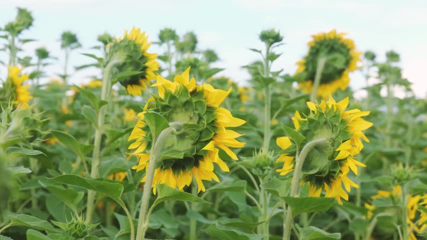 Field of sunflowers facing away from the camera under a cloudy sky