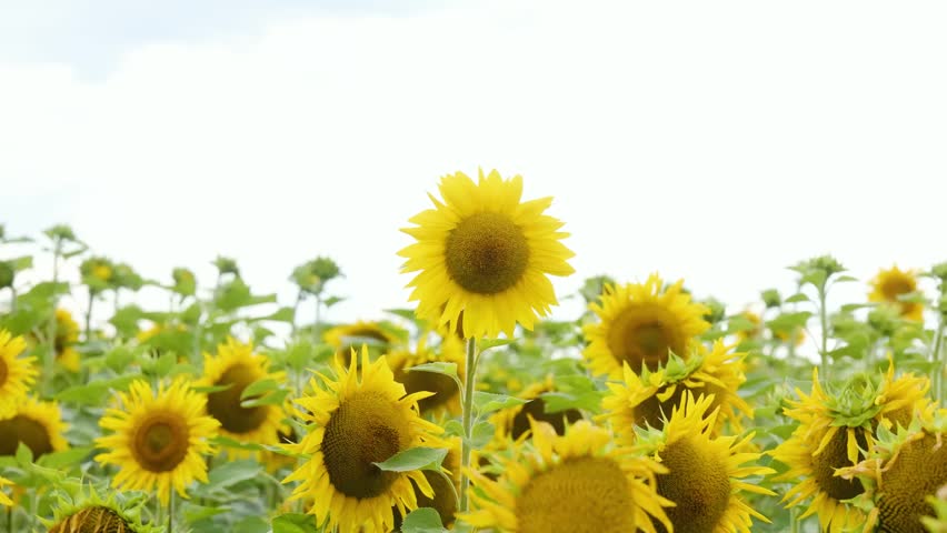 Field of sunflowers under a bright sky