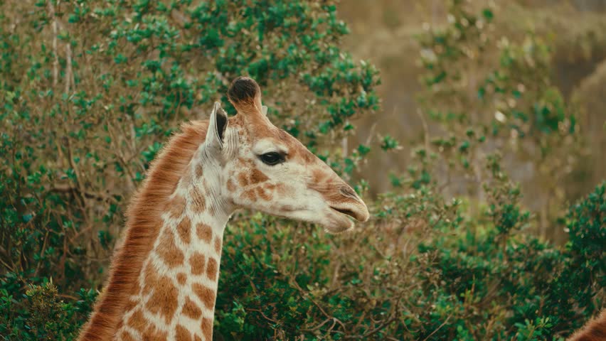 A close-up portrait of a giraffe head among green trees.