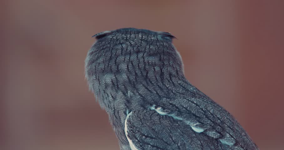A close-up portrait of an owl with bright orange eyes.