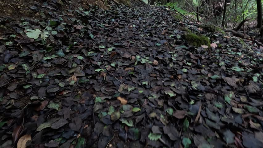 Autumn forest with colorful trees and fallen leaves