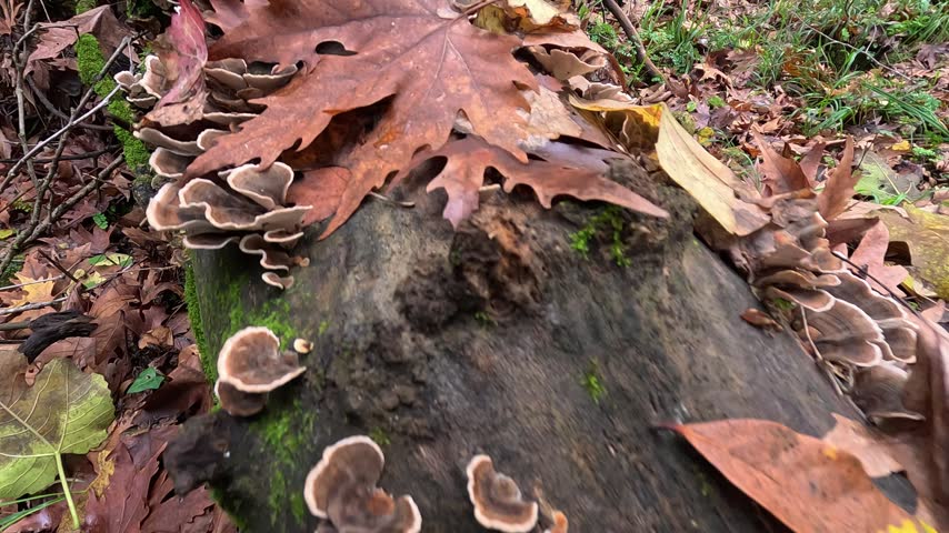 Mushrooms and autumn leaves on an old forest tree