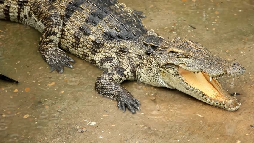 A resting crocodile lies low on wet, muddy ground outdoors.