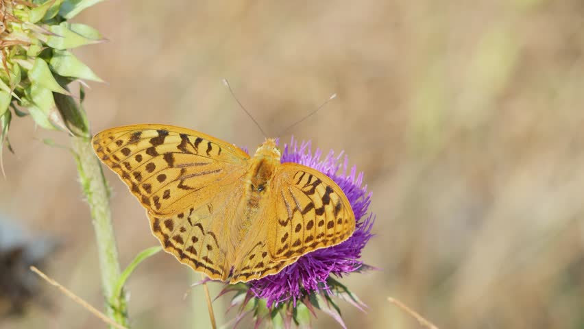 Top view of a beautiful silver-washed fritillary butterfly resting on a purple thistle flower before flying away.