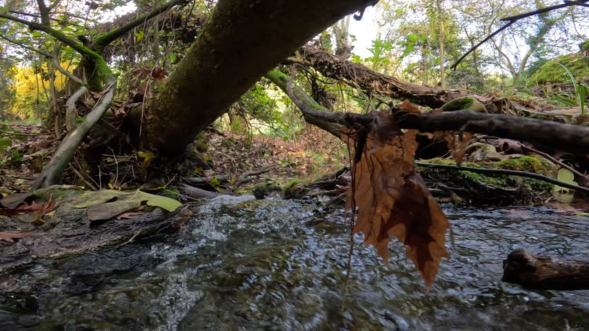 Secret stream in the forest