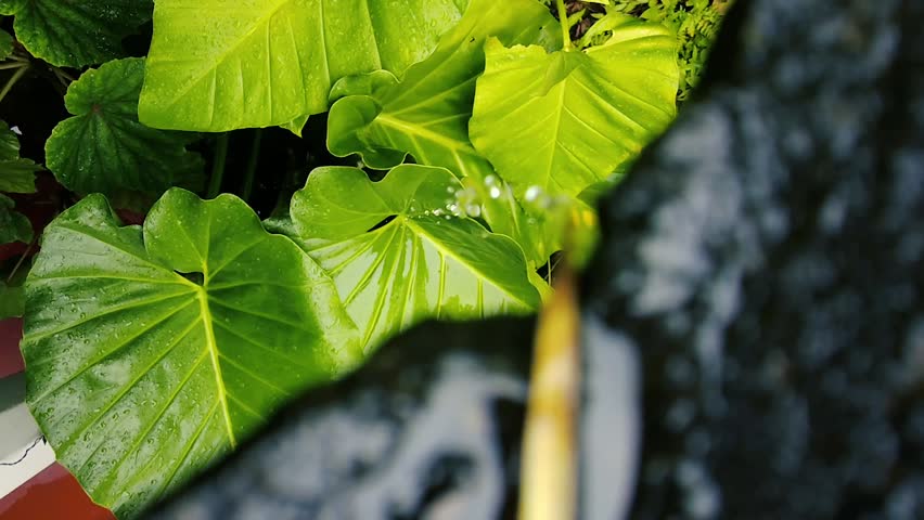 A high angle view of rainwater flowing down a black corrugated roof next to lush green elephant ear leaves