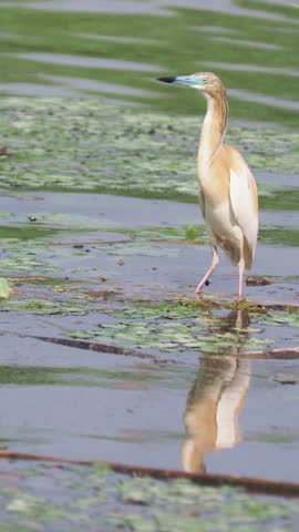 Squacco heron (Ardeola ralloides) standing on floating reeds in a swamp, vertical video