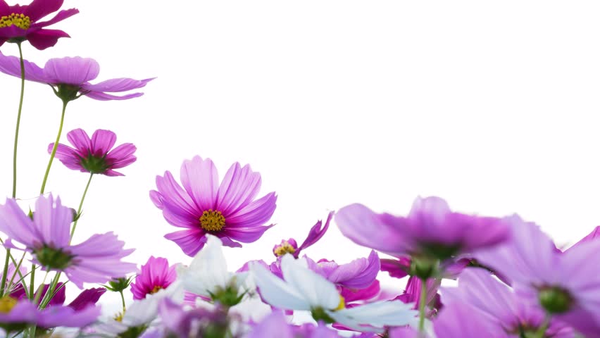 4K slow-motion video of a field of cosmos flowers in full bloom.
4K 120fps edited to 30fps.