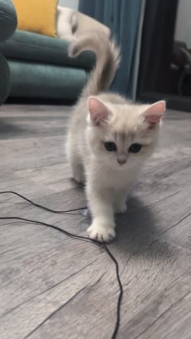 a lovely kitten with blue eyes