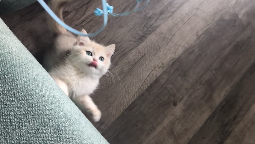 a lovely kitten with blue eyes