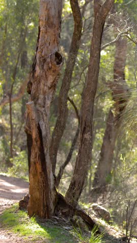 A smooth camera pan across native Xanthorrhoea and eucalyptus trees in Warrumbungle National Park, Australia.