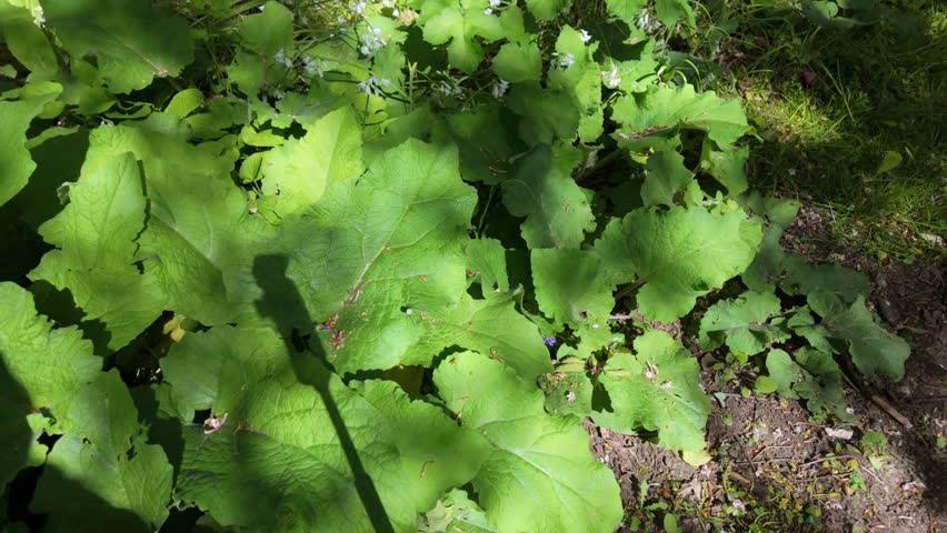 Woodland floor,detailed footage from ground to treetops in spring sunlight with spring wild flowers and dappled light.