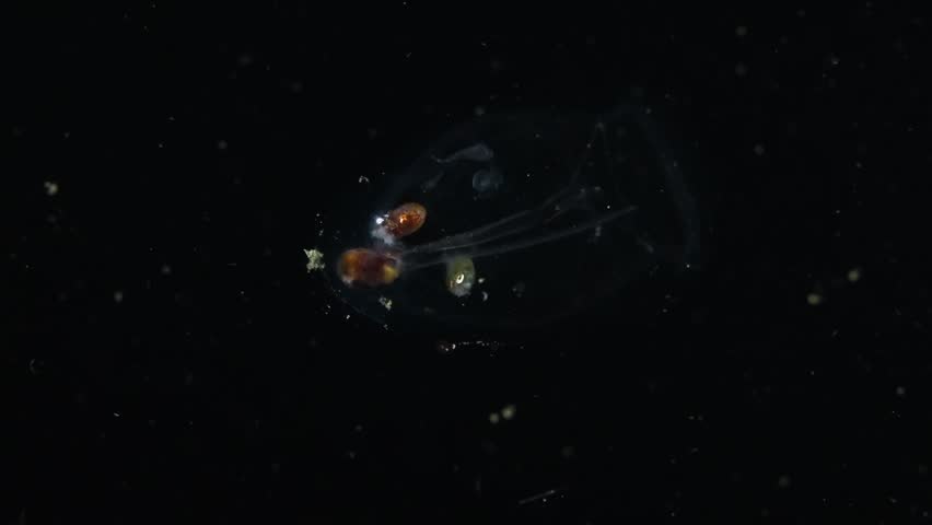 Winged Argonaut (Argonauta hians) hides inside a salp. AKA: Brown Argonaut, Brown Paper Nautilus, Muddy Argonaut. Filmed on a Blackwater Dive, Anilao, Philippines.