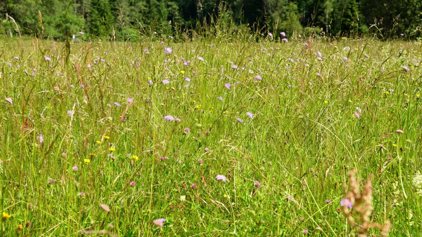 Summer Wildflower Meadow With Tall Green Grass and Colorful Field Flowers