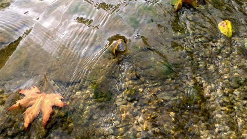 Secret stream in the forest