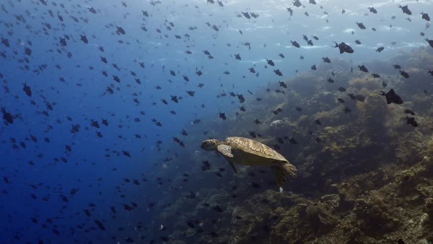 Sea turtle swimming along a vibrant coral reef surrounded by a large school of small black reef fish underwater
