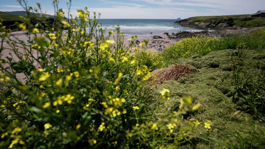 Yellow wildflowers grow along a rocky coastal beach with green grass and ocean waves under a clear blue sky.