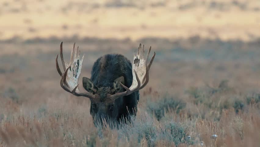 Large bull moose with massive antlers standing in grassy field.