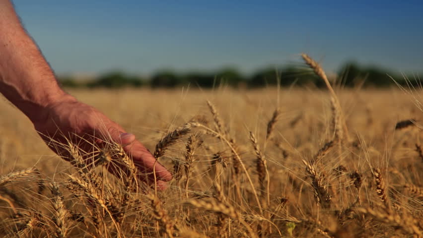 Summer. Sunny day. Field of ripe wheat. Man's hand