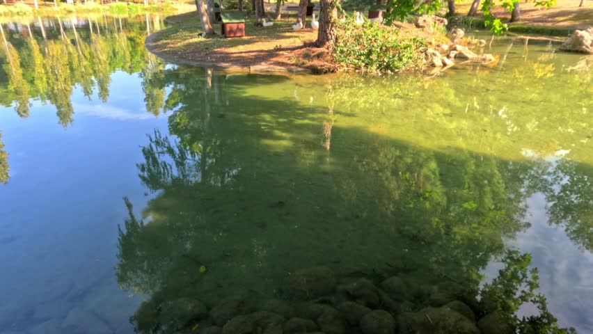 Sunny park landscape featuring a peaceful pond
