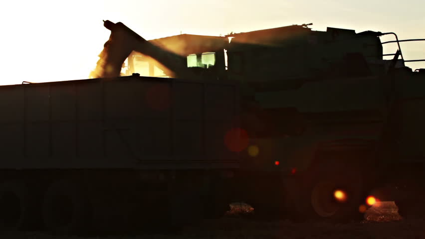 Evening. Harvester unloads grain into a truck body. Lens flare with silhouettes 